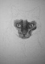 work in progress cat muzzle