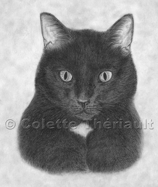 black cat portrait