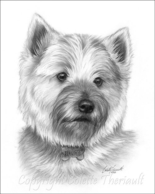 Cairn Terrier pencil drawing pet portrait