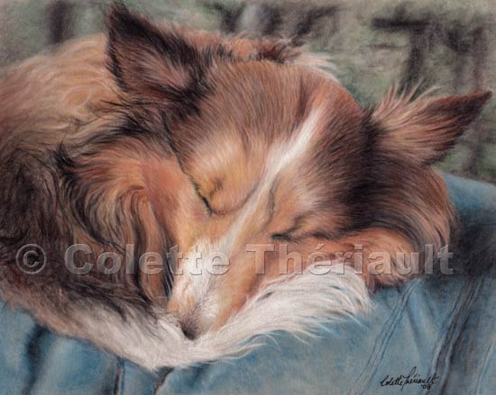 Shetland Sheepdog Pastel Painting-Pet Portraits