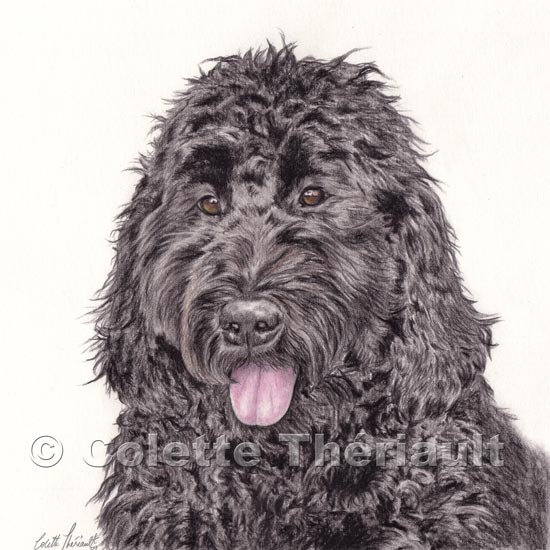 Labradoodle colored pencil enhanced graphite portrait drawing