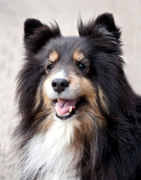 Tricolored Shetland sheepdog reference