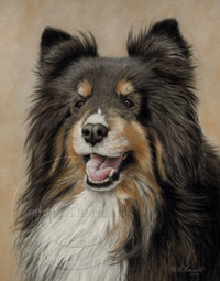 Tricolored sheltie portrait step 5