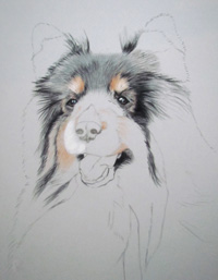 Tricolored sheltie portrait step 2