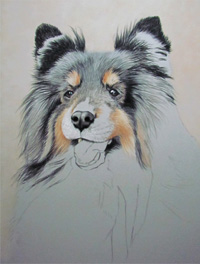 Tricolored sheltie portrait step 3