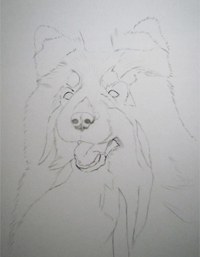 Tricolored sheltie portrait sketch