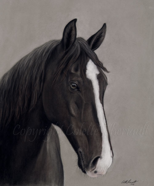 Tennessee Walking Horse Portrait in Pastel by Artist Colette Theriault