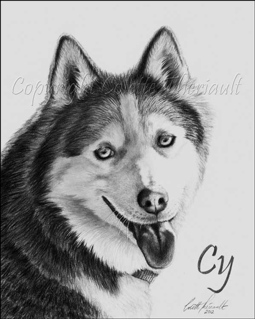 Siberian Husky Portrait by Pet Artist Colette Theriault