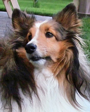 Shetland Sheepdog Portrait