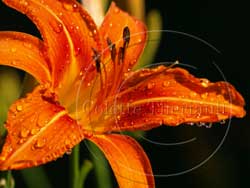 Daylily reference photograph