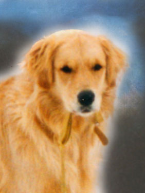 Golden Retriever Dog Painting