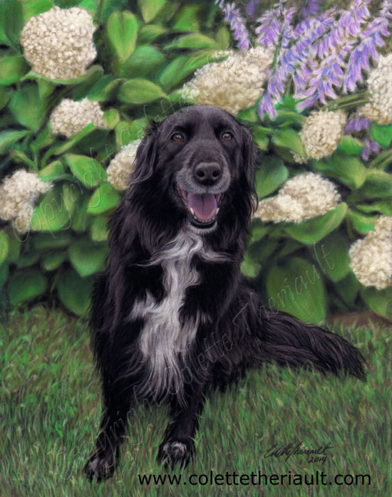 Dalmatian/flat coated retriever mix  pet portrait painting