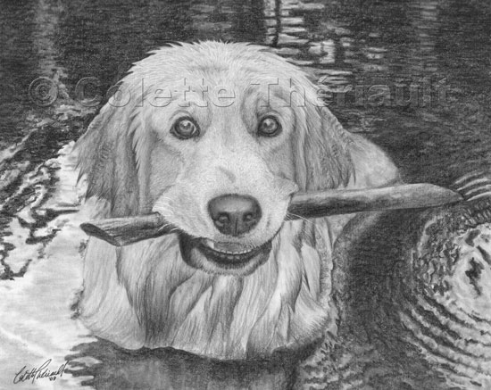 Golden Retriever Dog Drawing-Pet Portraits