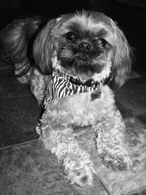 Shih Tzu reference photo