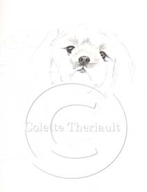 Shih tzu portrait step 1