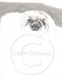 Shih tzu portrait step 2