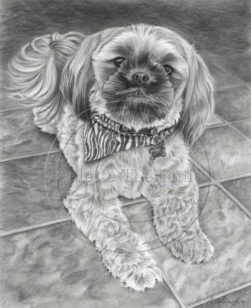 Shih Tzu Pencil Drawing Pet Portrait