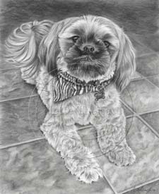 Shih Tzu portrait step 5