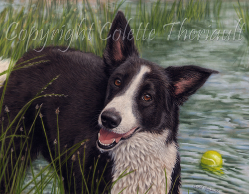border collie portrait in pastel painting