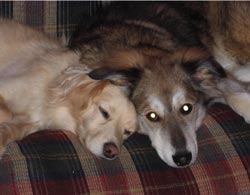 dog portrait painting