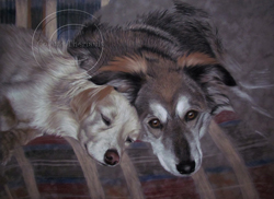 dog portrait on the easel step 6