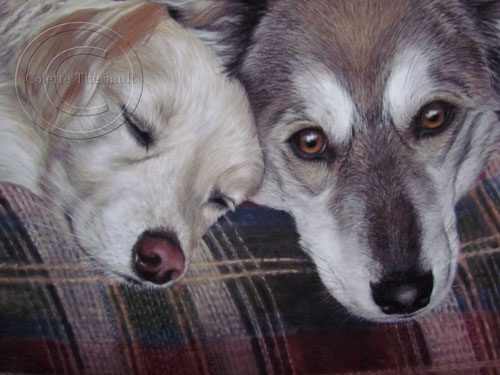 dog portrait close up detail