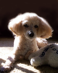 maltese poodle mix portrait