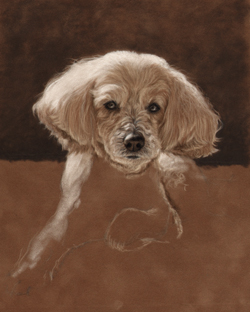 Maltese mix portrait step 2 on the easel