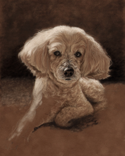 Maltese mix portrait step 3 on the easel