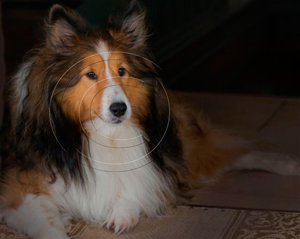 Shetland Sheepdog reference image