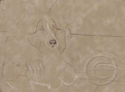 Step 1-Sheltie portrait