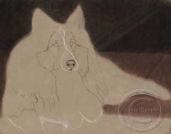 Step 2-Sheltie portrait