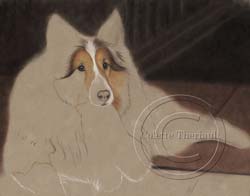 Step 3-Sheltie portrait