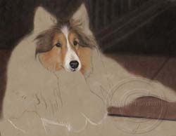 Step 4-Sheltie portrait