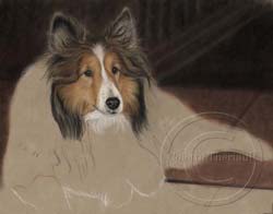 Step 5-Sheltie portrait
