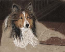 Step 6-Sheltie portrait