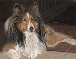 Sheltie portrait in progress