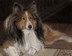 Shetland Sheepdog portrait pastel