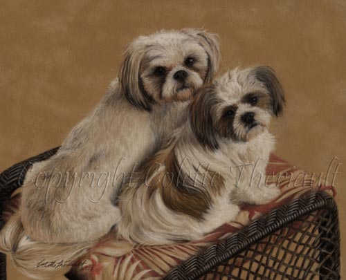 Shih Tzu Portrait in Pastel
