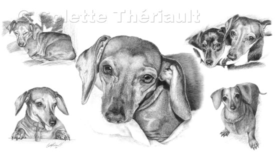 Miniature Dachshund Pencil  Drawing