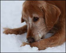 Golden Retriever image