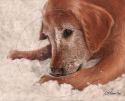 Golden Retriever portrait step 5