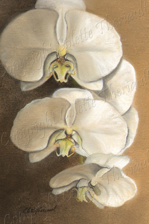 Moth Orchid Painting in Pastel by botanical artist Colette Theriault