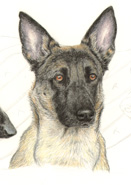 step 9 of police k9 artwork