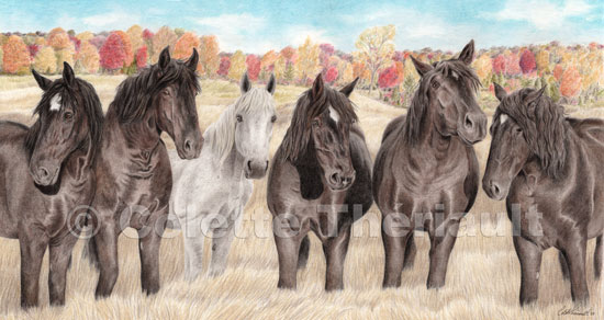 Group of Percheron work horse-Pet Portrait Drawing