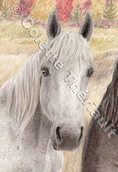 Grey Percheron -Pet Portrait Drawing