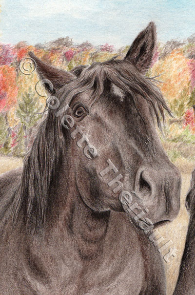 Percheron stallion-Pet Portrait Drawing