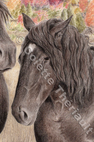 Percheron draft horse-Pet Portrait Drawing