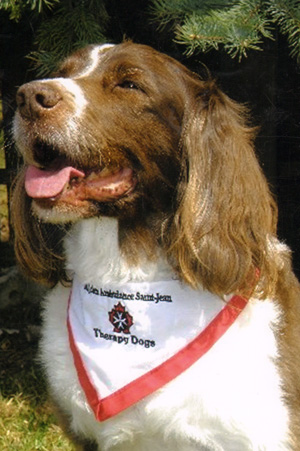 spaniel photograph