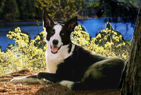 Border Collie/Husky mix picture